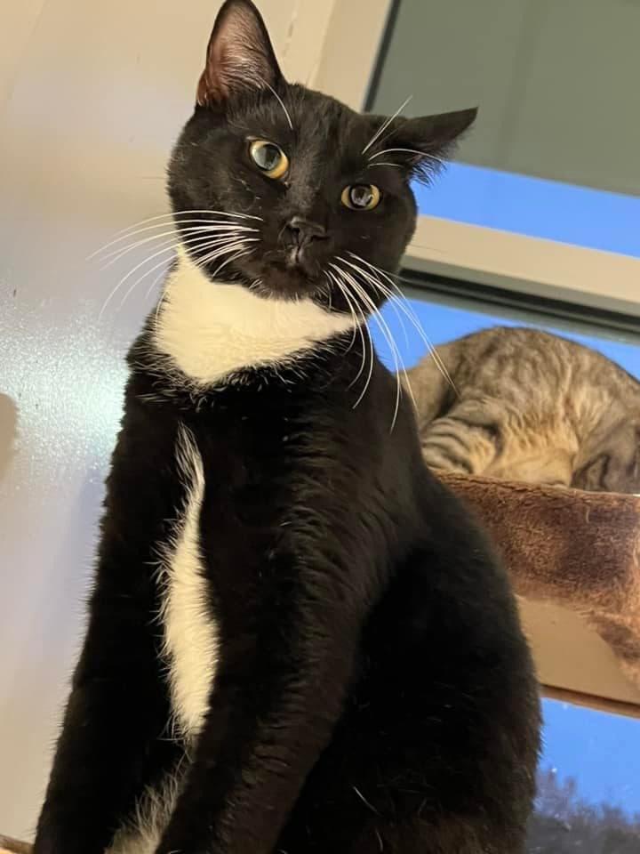 Oreo, a Adoptable mixed breed image 5/6