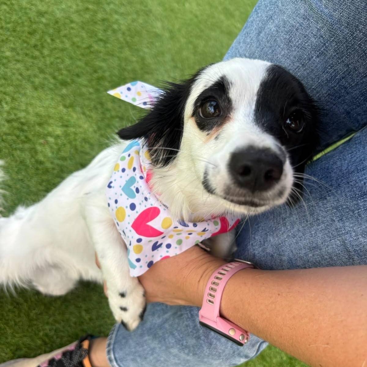 Enlarge Riri, an adopted Chiweenie in Douglas, MA image 6/6
