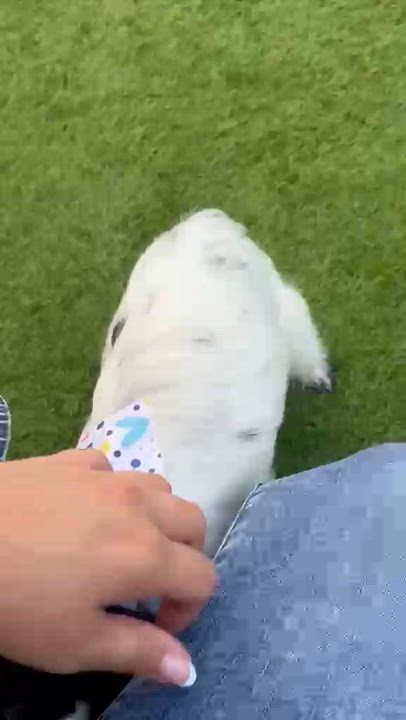Enlarge Riri, an adopted Chiweenie in Douglas, MA video 3/6