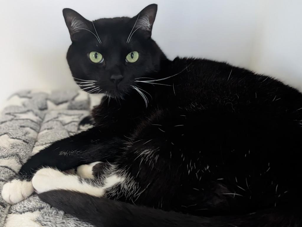 White Socks, a Adoptable mixed breed in Greenfield, IN image 1/6