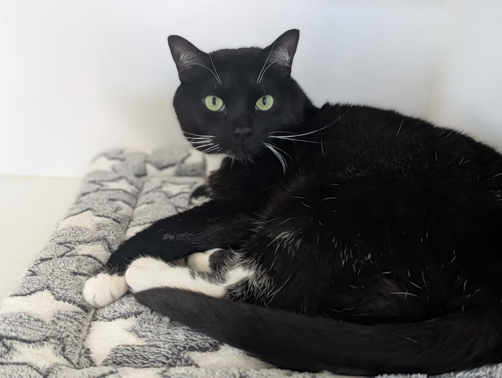 White Socks, a Adoptable mixed breed in Greenfield, IN image 4/6