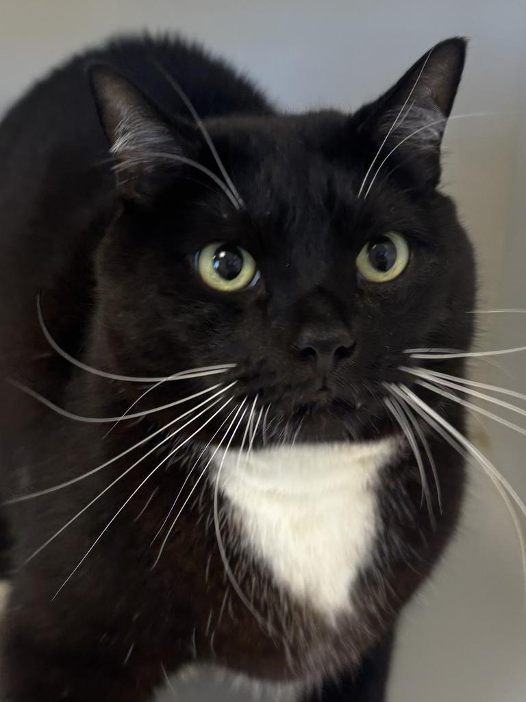 Enlarge White Socks, a Adoptable mixed breed in Greenfield, IN image 1/2