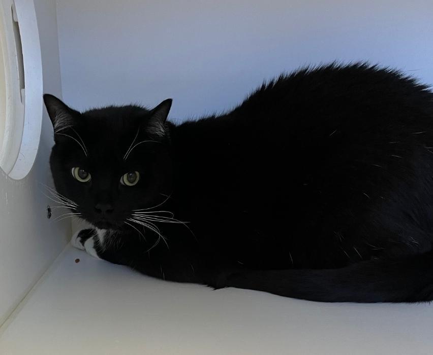 Enlarge White Socks, a Adoptable mixed breed in Greenfield, IN image 1/1