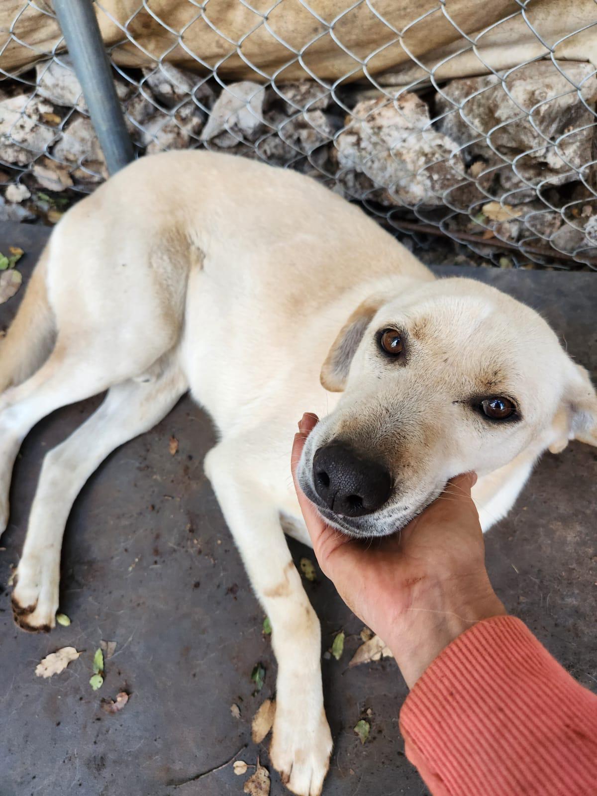 IVAR, ADOPTABLE, Adult Male Labrador Retriever & Hound.