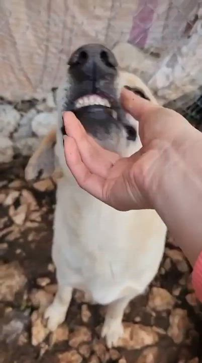 Enlarge IVAR, a ADOPTABLE mixed breed in Etobicoke, ON video 2/3