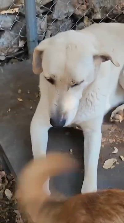 Enlarge IVAR, a ADOPTABLE mixed breed in Etobicoke, ON video 3/3