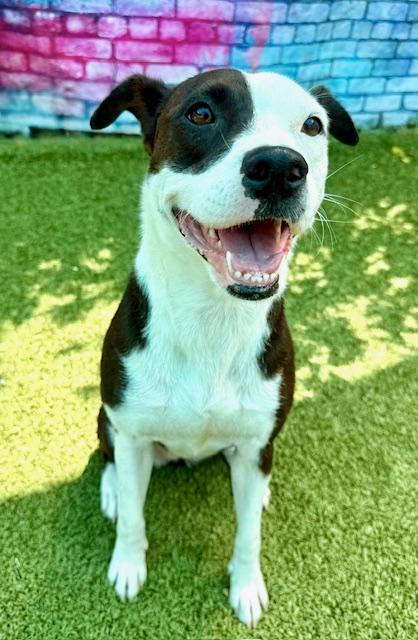 Summer, a Adoptable Mixed Breed in Port Saint Joe, FL image 1/3