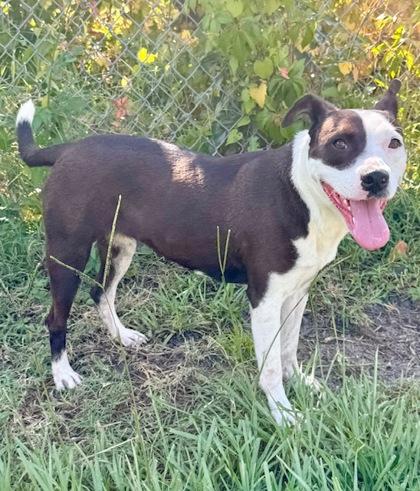 Enlarge Summer, a Adoptable Mixed Breed in Port Saint Joe, FL image 2/3