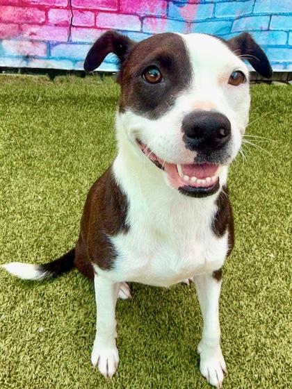 Enlarge Summer, a Adoptable Mixed Breed in Port Saint Joe, FL image 3/3