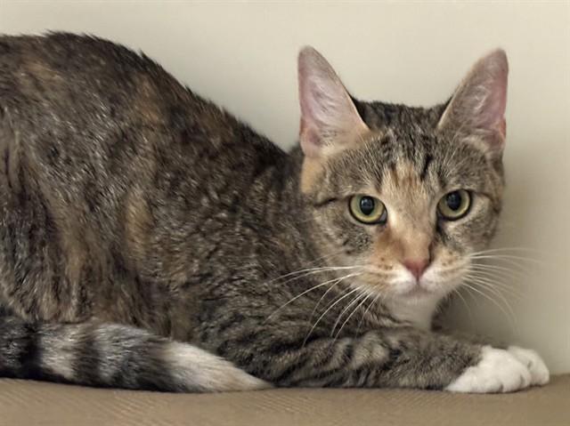 STARLING, Adoptable, Young Female Domestic Short Hair.