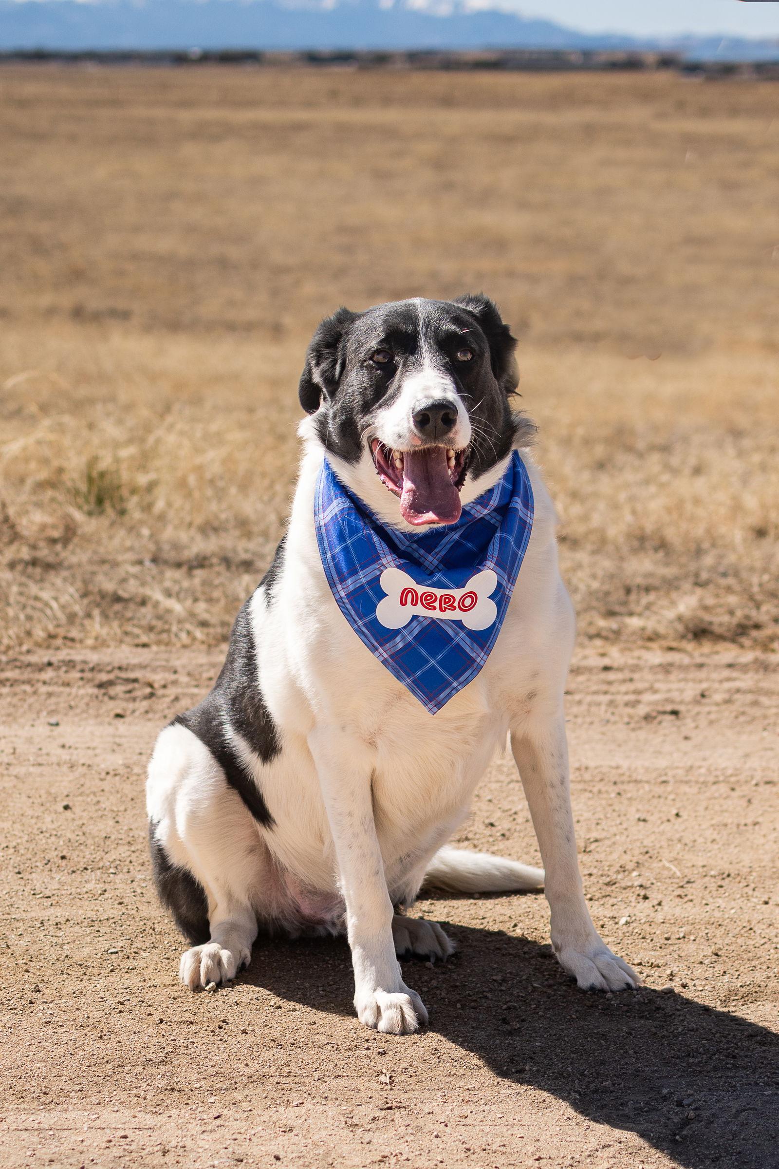 NERO, a Adopted mixed breed in Peyton, CO image 2/3