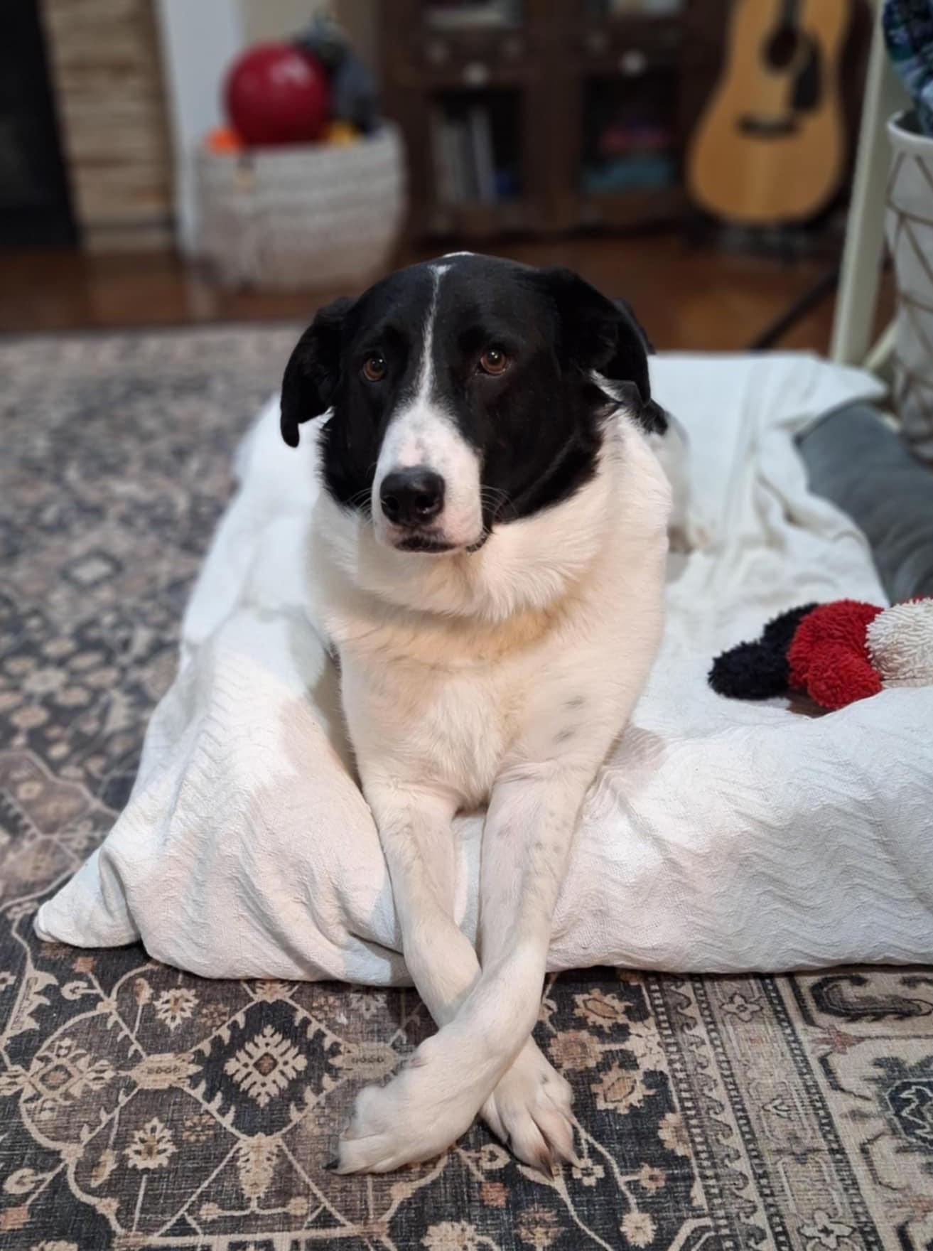 NERO, a Adopted mixed breed in Peyton, CO image 3/3