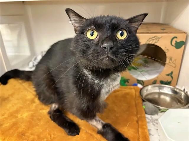 Enlarge BUTTONS, a Adoptable Domestic Short Hair in Saint Louis, MO image 1/1