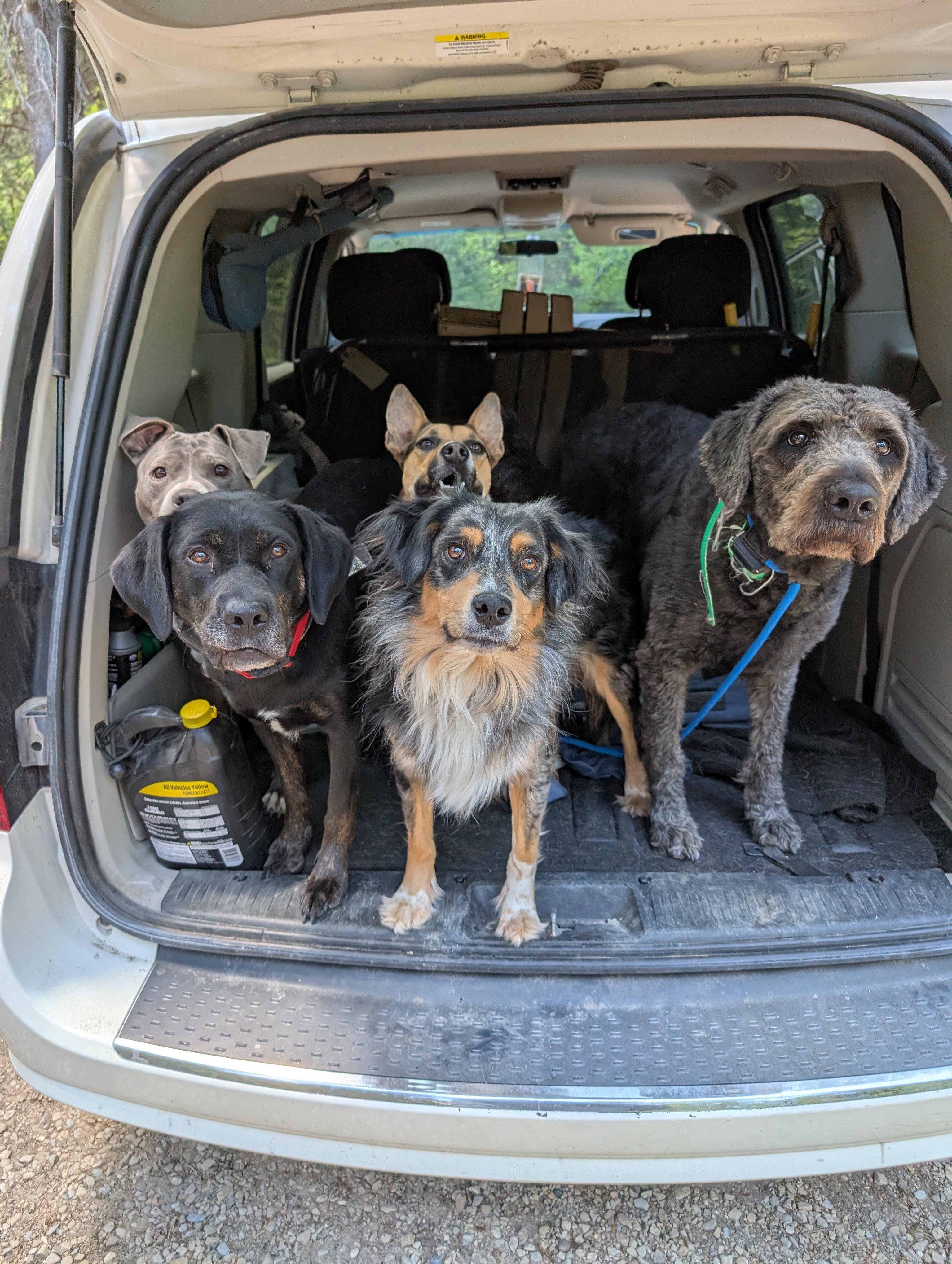 Rebel, a ADOPTABLE Labradoodle in Orem, UT image 4/6