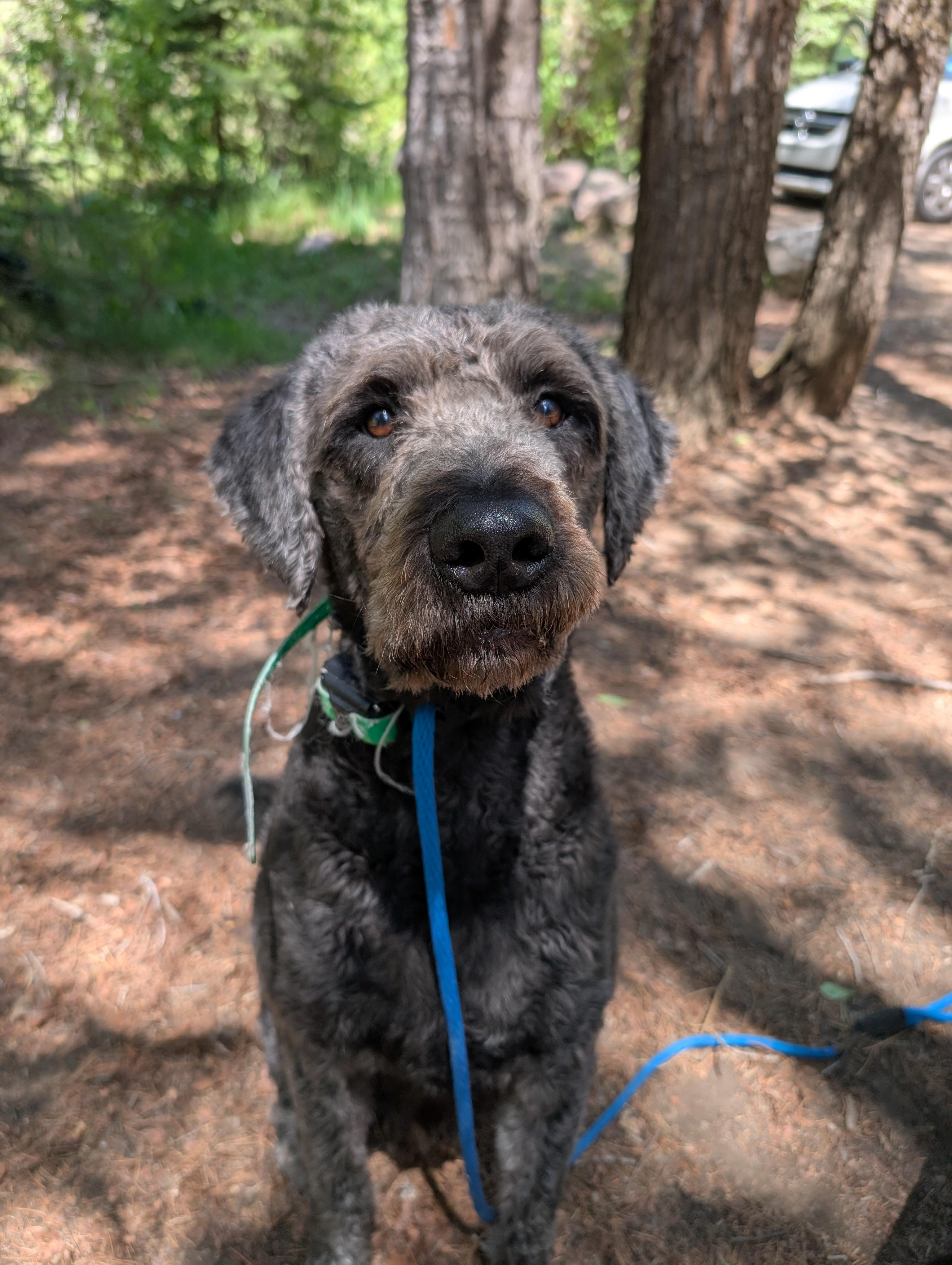 Rebel, a ADOPTABLE Labradoodle in Orem, UT image 1/6
