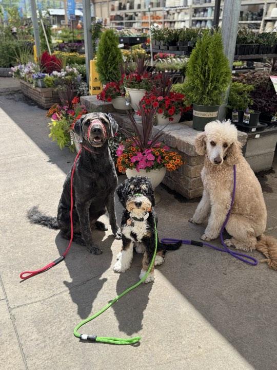 Rebel, a ADOPTABLE Labradoodle in Orem, UT image 5/6