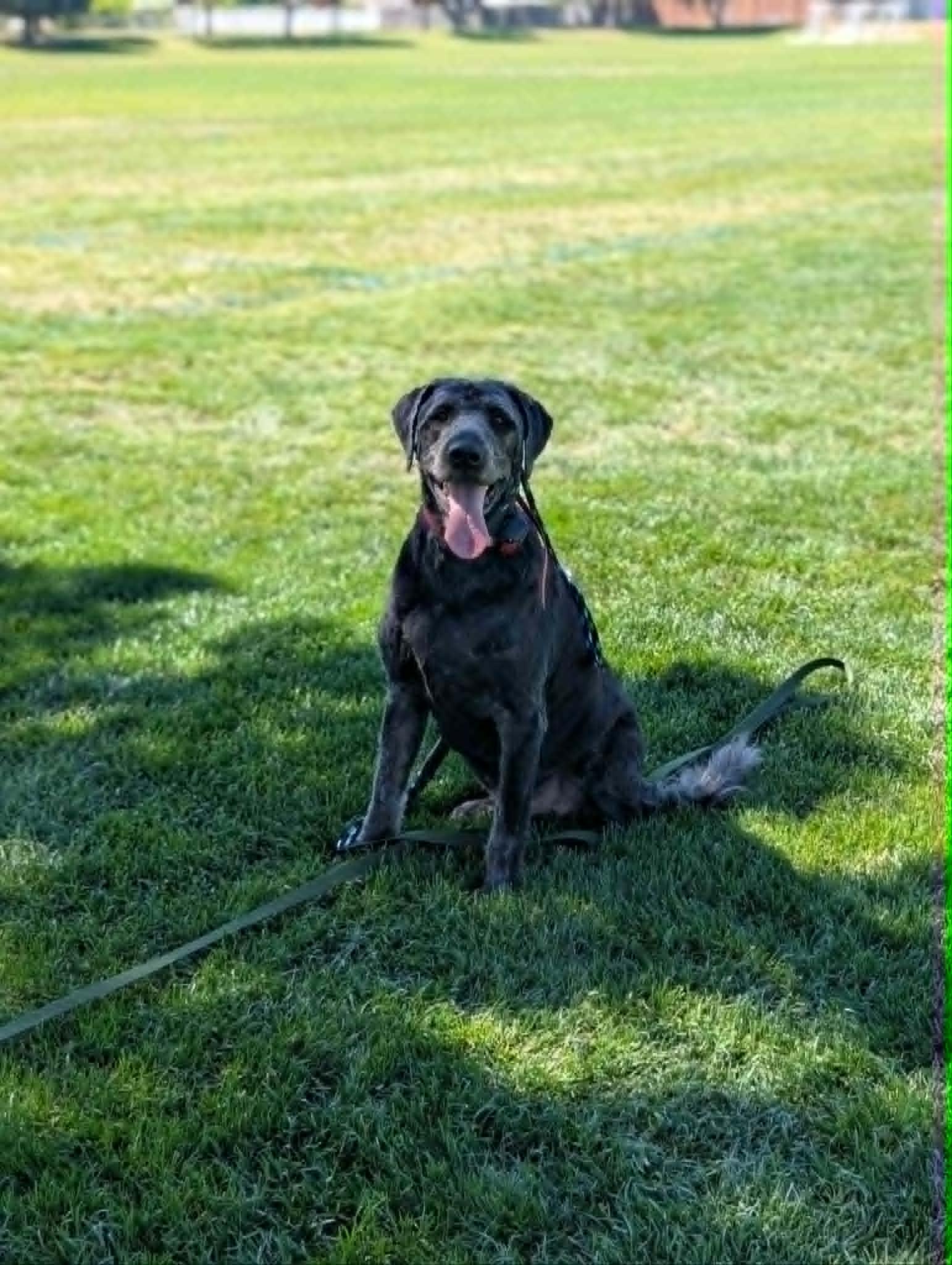 Rebel, a ADOPTABLE Labradoodle in Orem, UT image 2/6