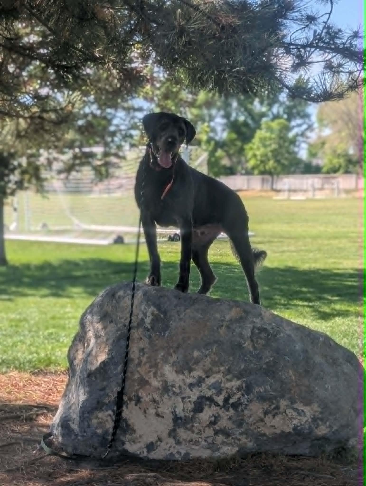 Rebel, a ADOPTABLE Labradoodle in Orem, UT image 6/6