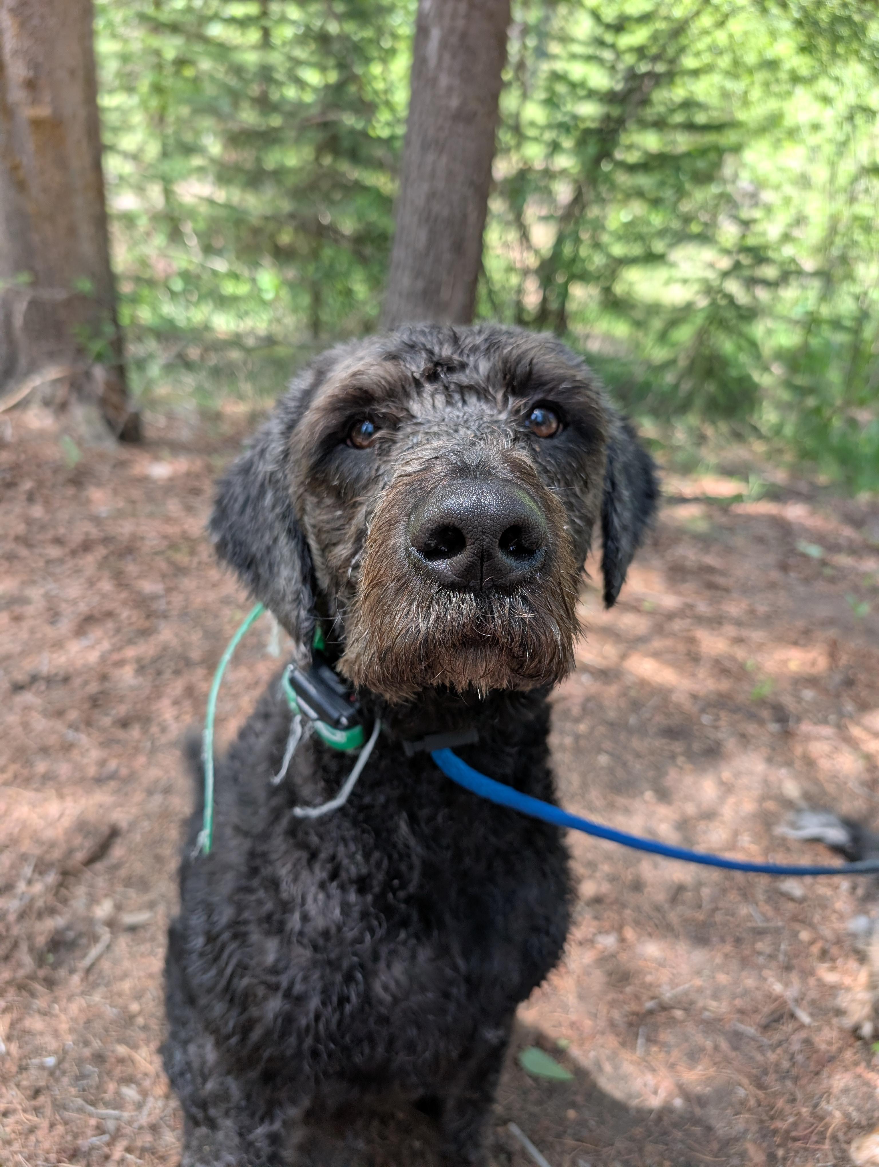 Rebel, a ADOPTABLE Labradoodle in Orem, UT image 3/6