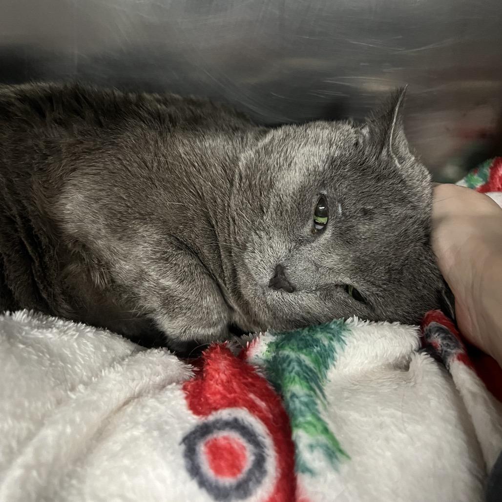 Jacks, Adoptable, Senior Male Domestic Short Hair.