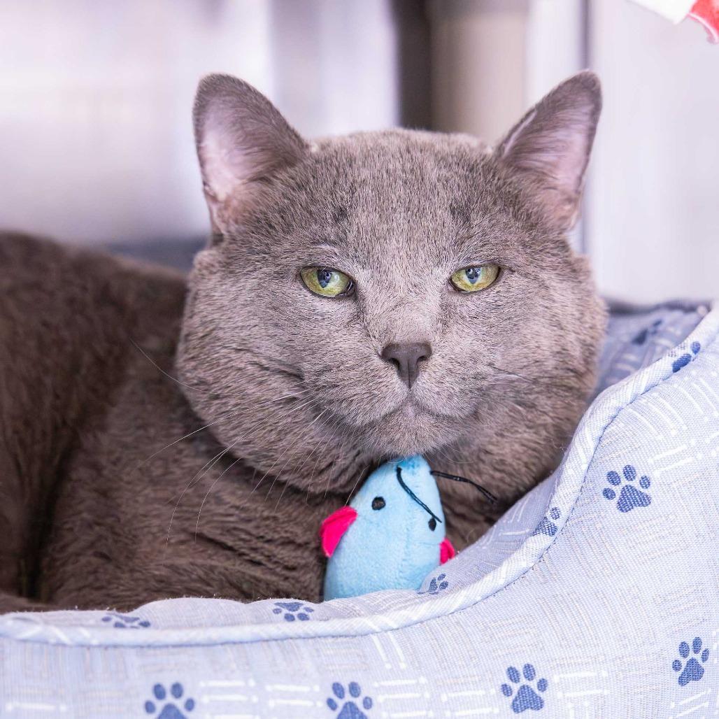 Enlarge Jacks, a Adoptable Domestic Short Hair in Mentor, OH image 2/4