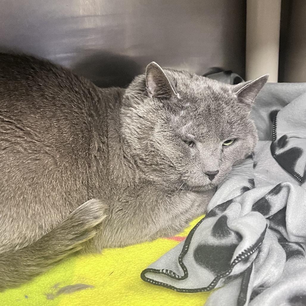 Enlarge Jacks, a Adoptable Domestic Short Hair in Mentor, OH image 3/4