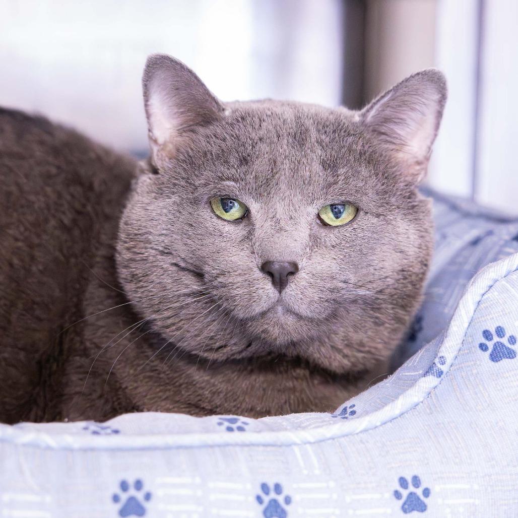 Enlarge Jacks, a Adoptable Domestic Short Hair in Mentor, OH image 4/4