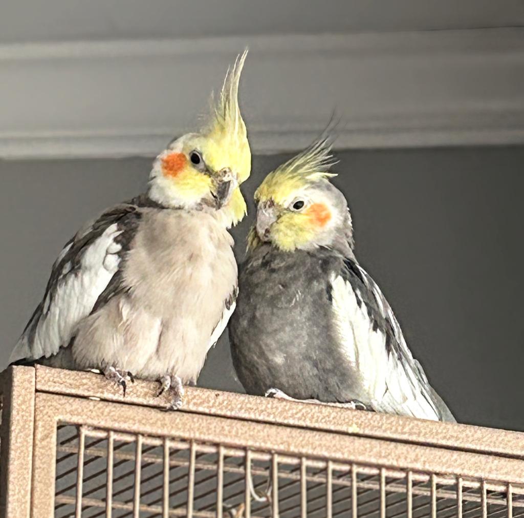 Enlarge Ringo, a Adoptable Cockatiel in Ballwin, MO image 1/6