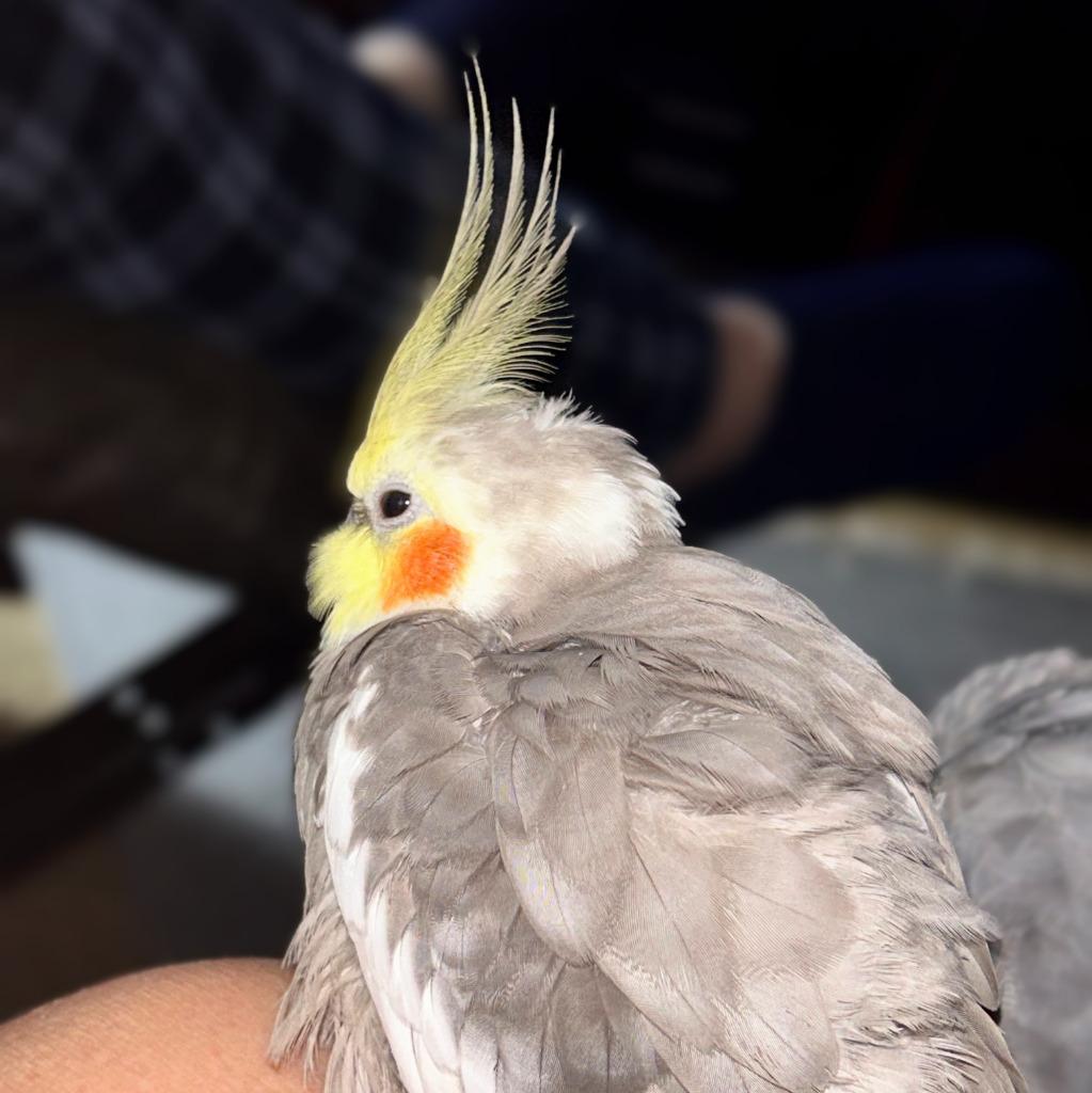 Enlarge Ringo, a Adoptable Cockatiel in Ballwin, MO image 2/6