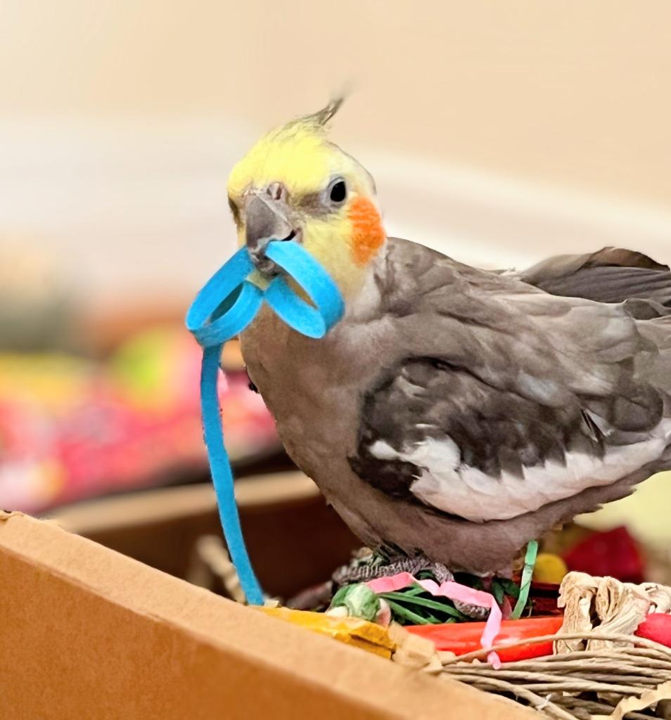 Enlarge Ringo, a Adoptable Cockatiel in Ballwin, MO image 6/6