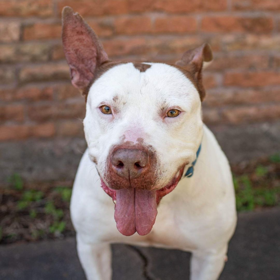 Drax — thumbnail 5