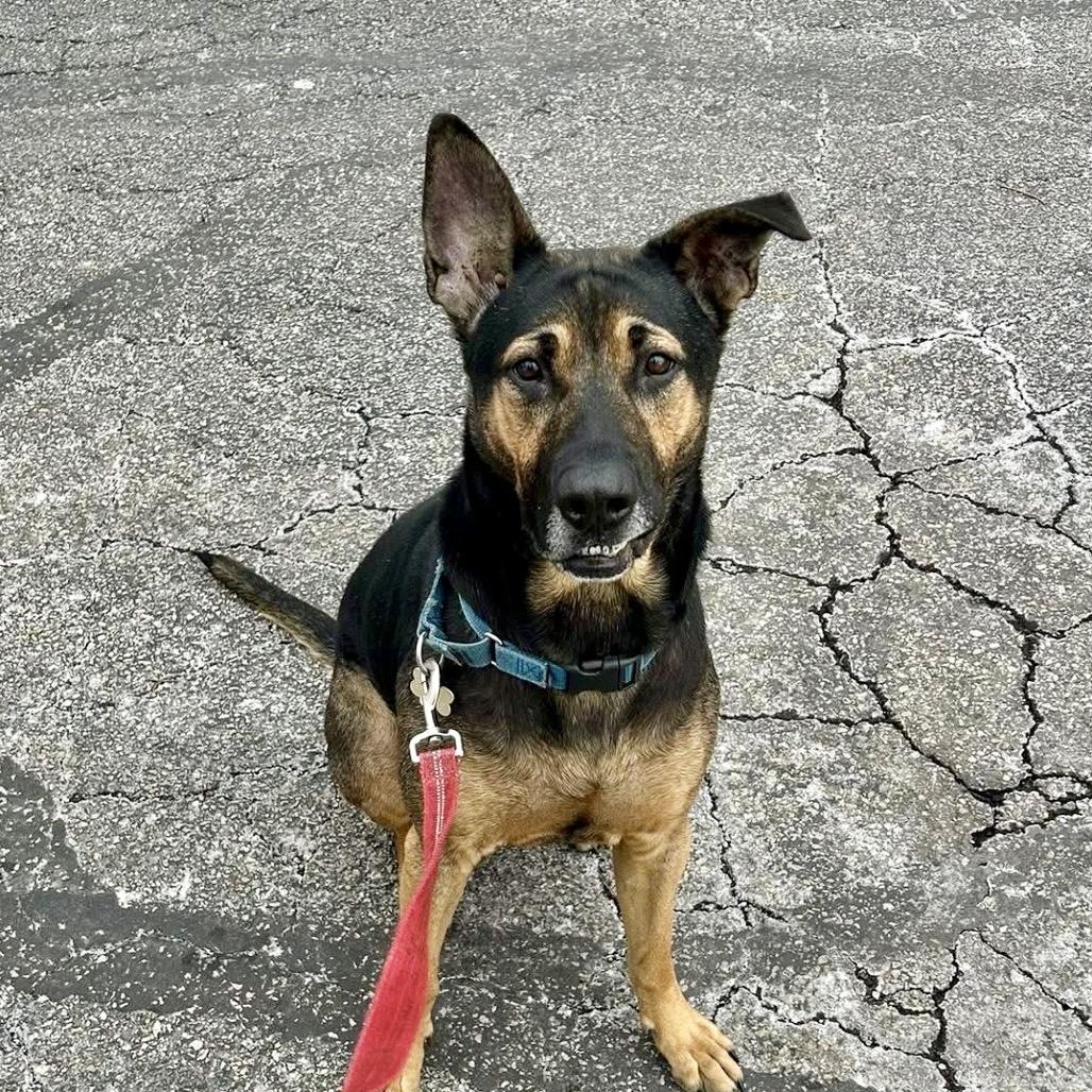Dapper Dan, Adoptable, Adult Male Shepherd & Mixed Breed.