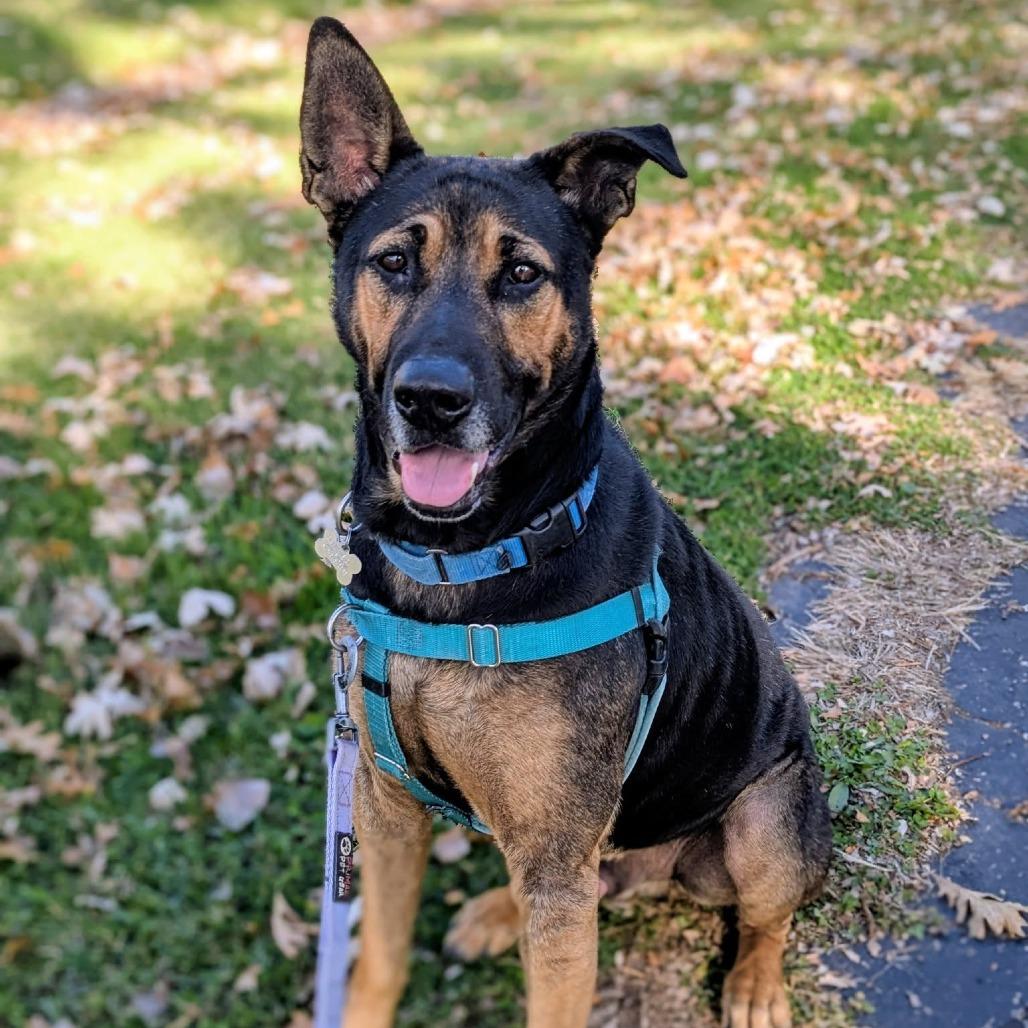 Enlarge Dapper Dan, a Adoptable mixed breed in Deerfield, IL image 2/6