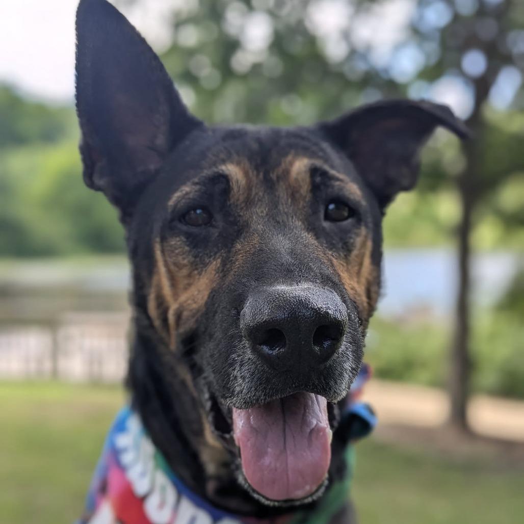 Enlarge Dapper Dan, a Adoptable mixed breed in Deerfield, IL image 3/6