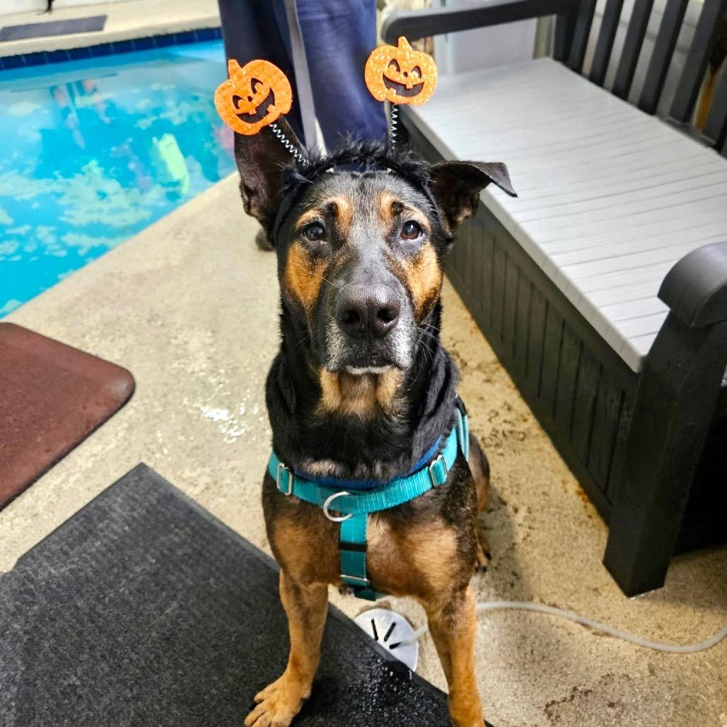 Enlarge Dapper Dan, a Adoptable mixed breed in Deerfield, IL image 4/6