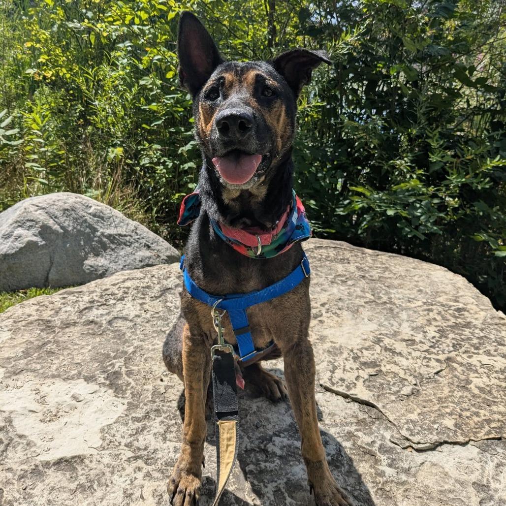 Enlarge Dapper Dan, a Adoptable mixed breed in Deerfield, IL image 6/6