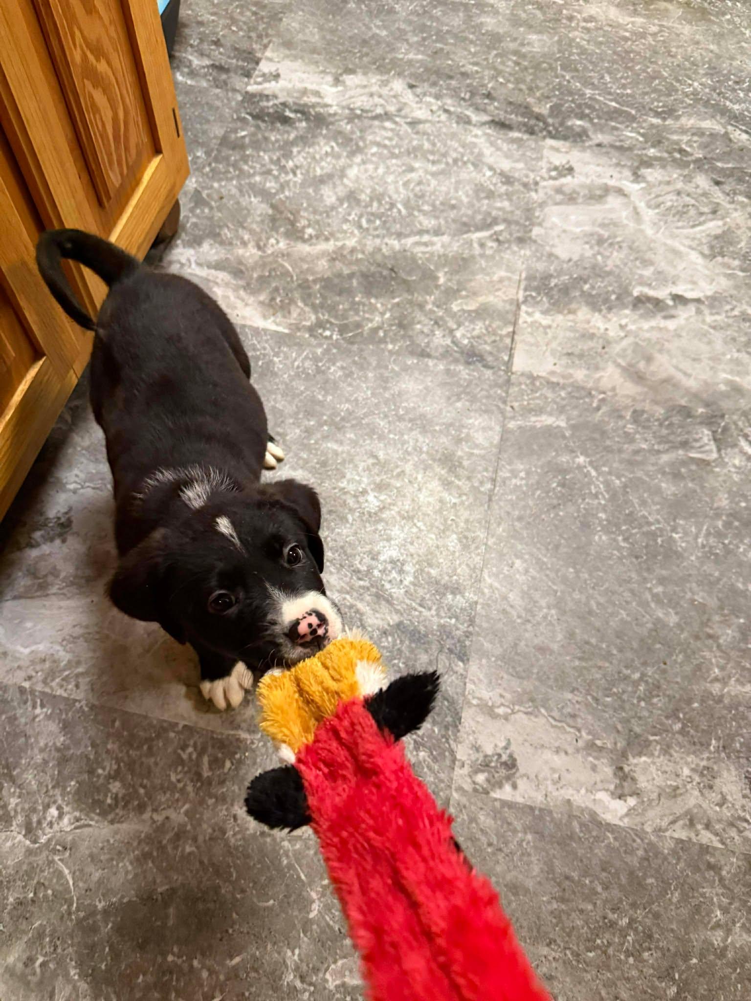 Enlarge Rudolph, an adopted mixed breed in Brunswick, ME image 1/4