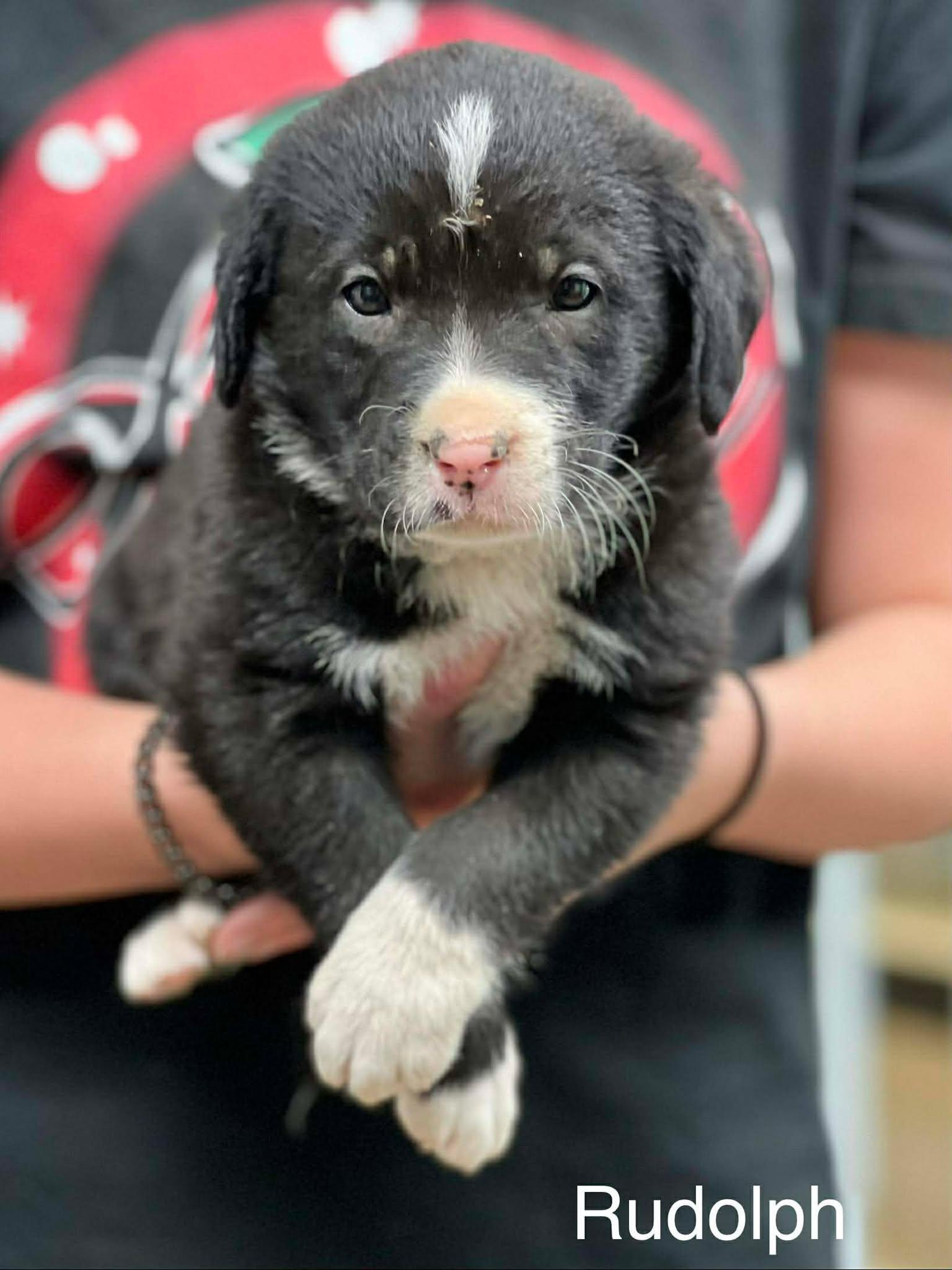 Rudolph, ADOPTABLE, Puppy Male Labrador Retriever.