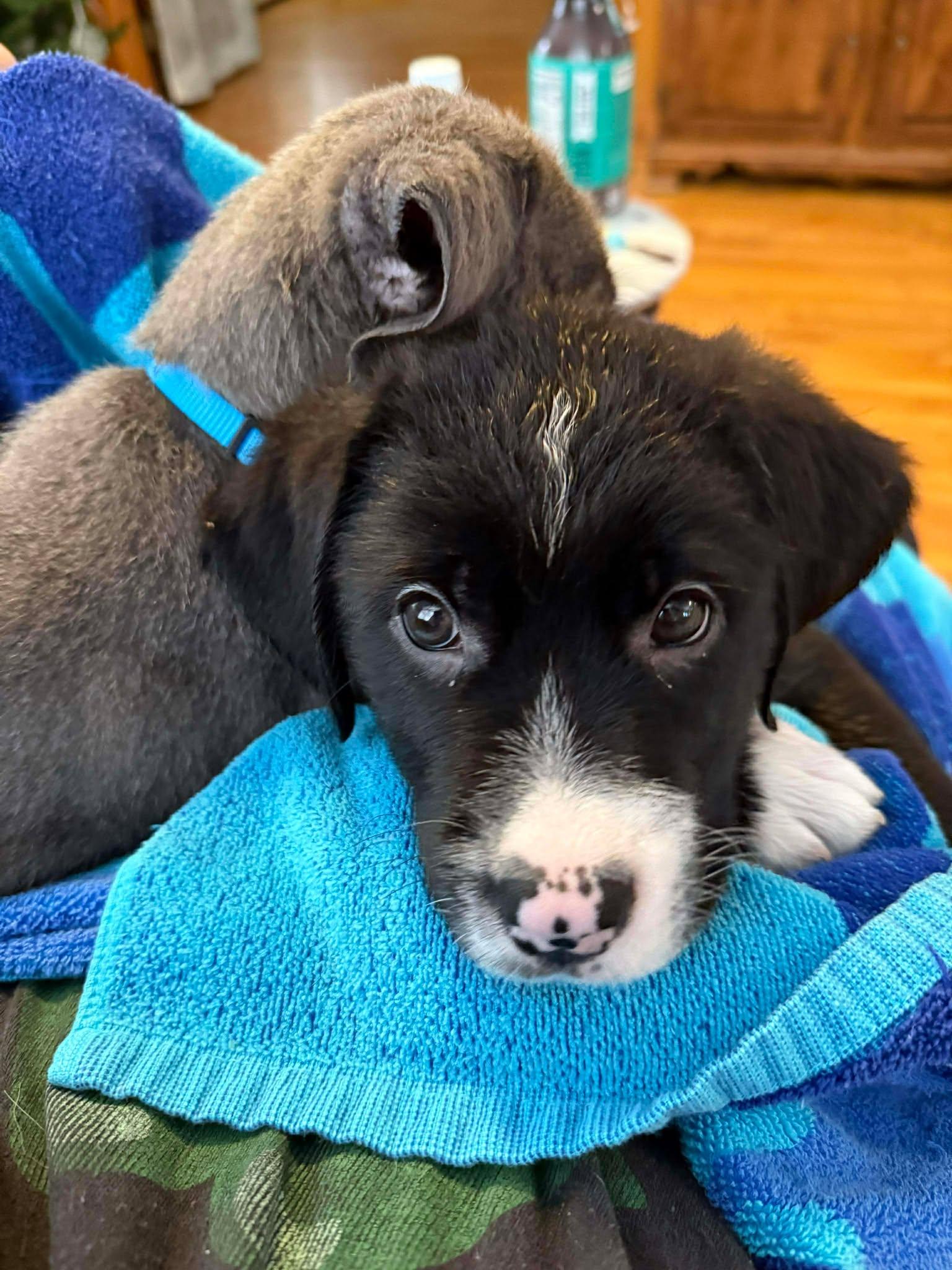 Enlarge Rudolph, an adopted mixed breed in Brunswick, ME image 2/4