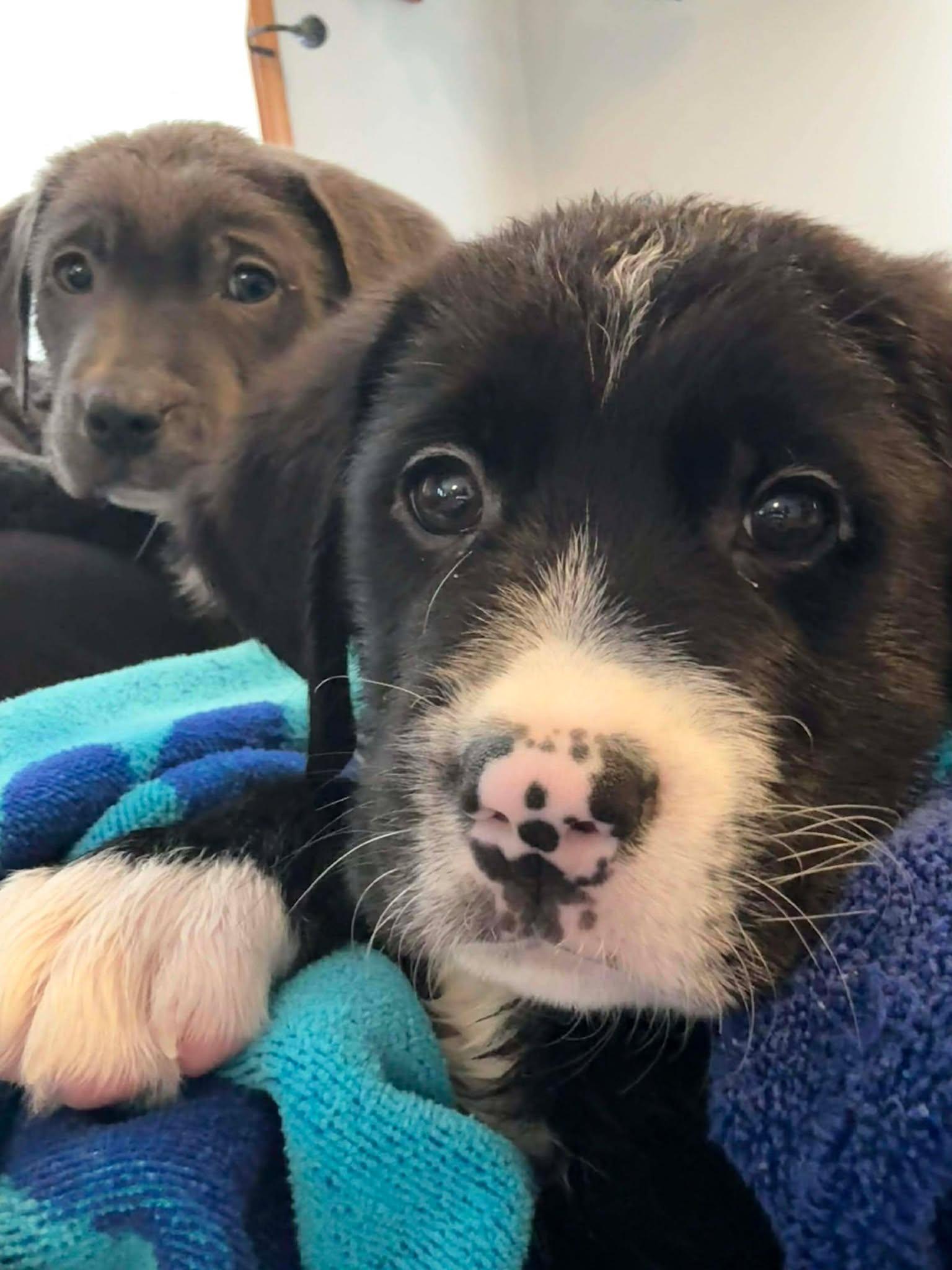 Enlarge Rudolph, an adopted mixed breed in Brunswick, ME image 3/4