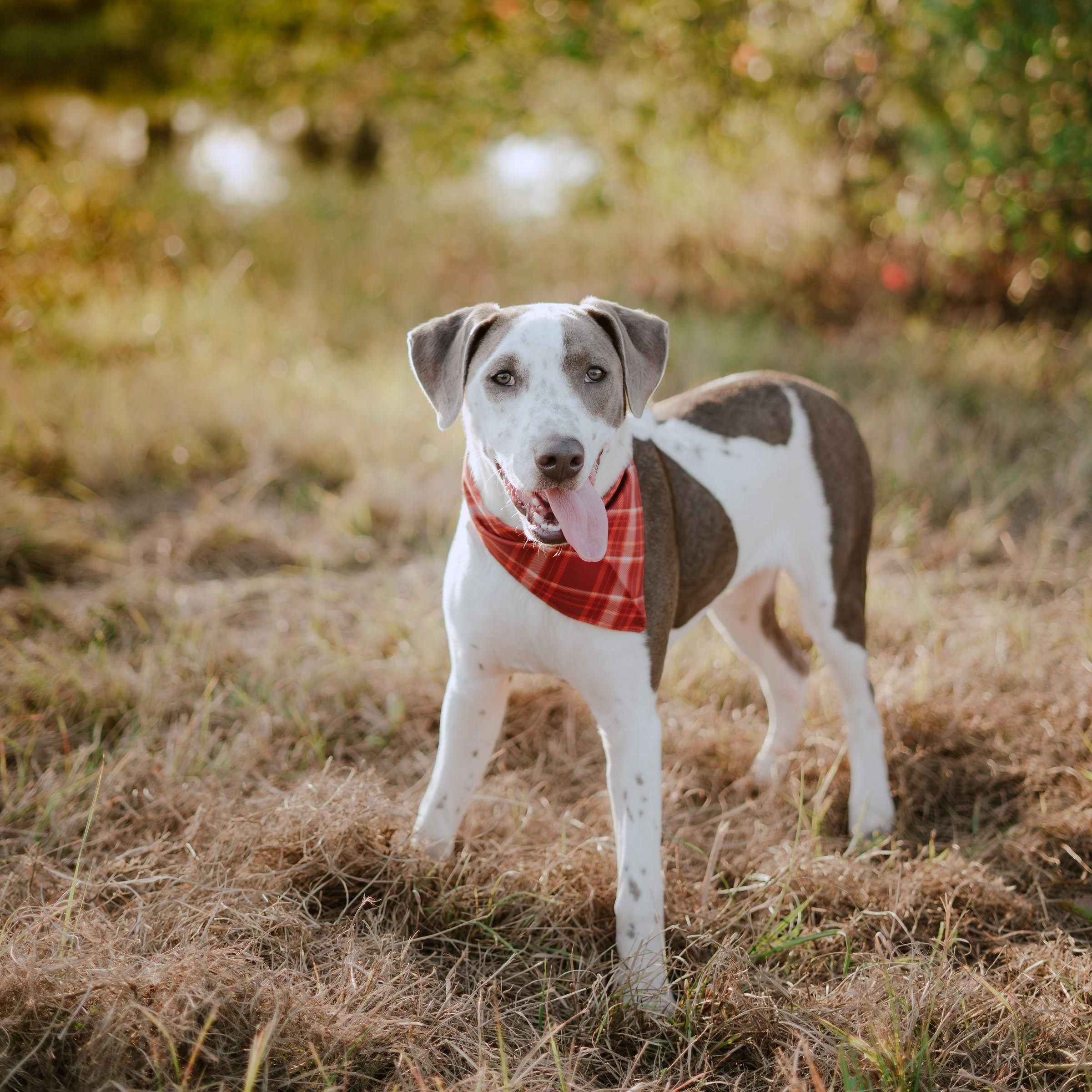 Cowboy - Adoptable Pet | Petfinder