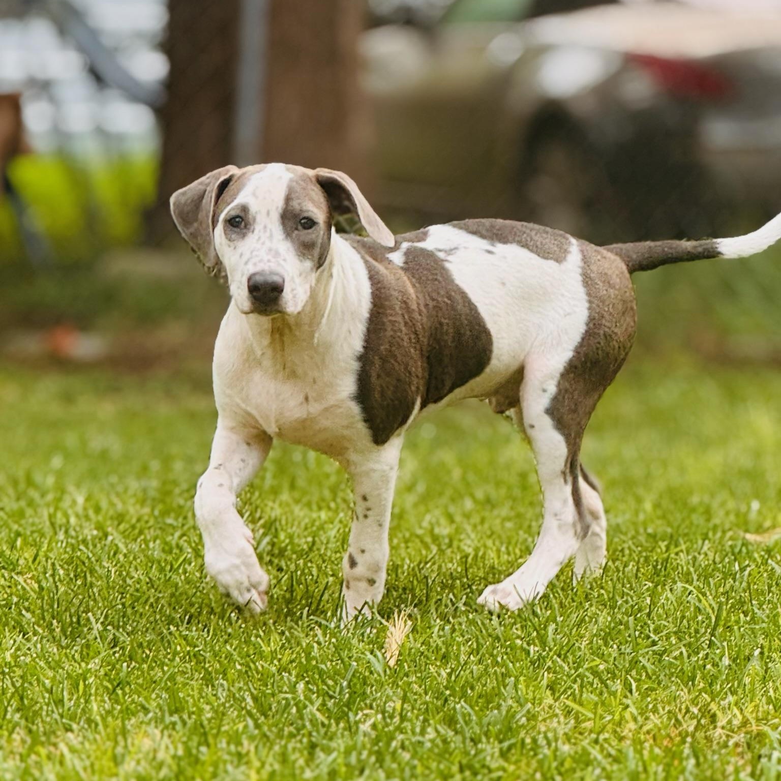 Cowboy - Adoptable Pet | Petfinder