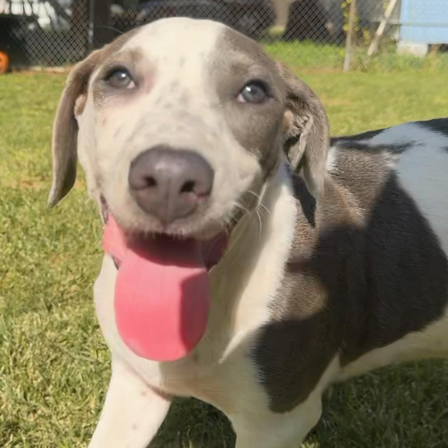 Cowboy - Adoptable Pet | Petfinder