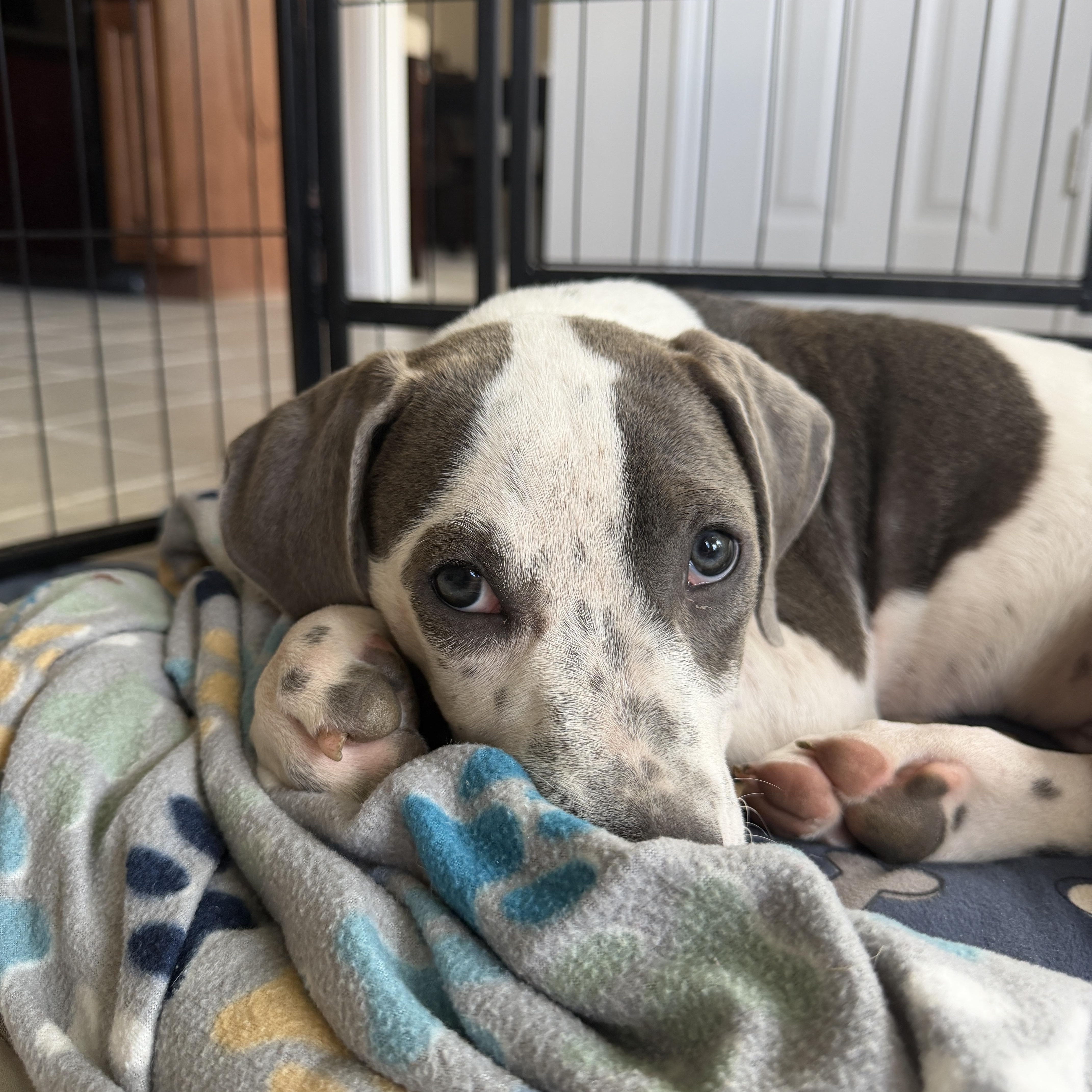 Cowboy - Adoptable Pet | Petfinder