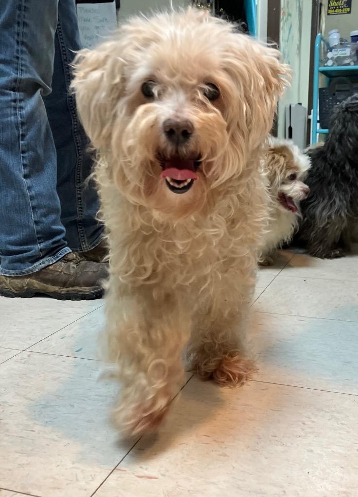 Enlarge Olivia, a Adoptable Terrier in New Manchester, WV image 1/1