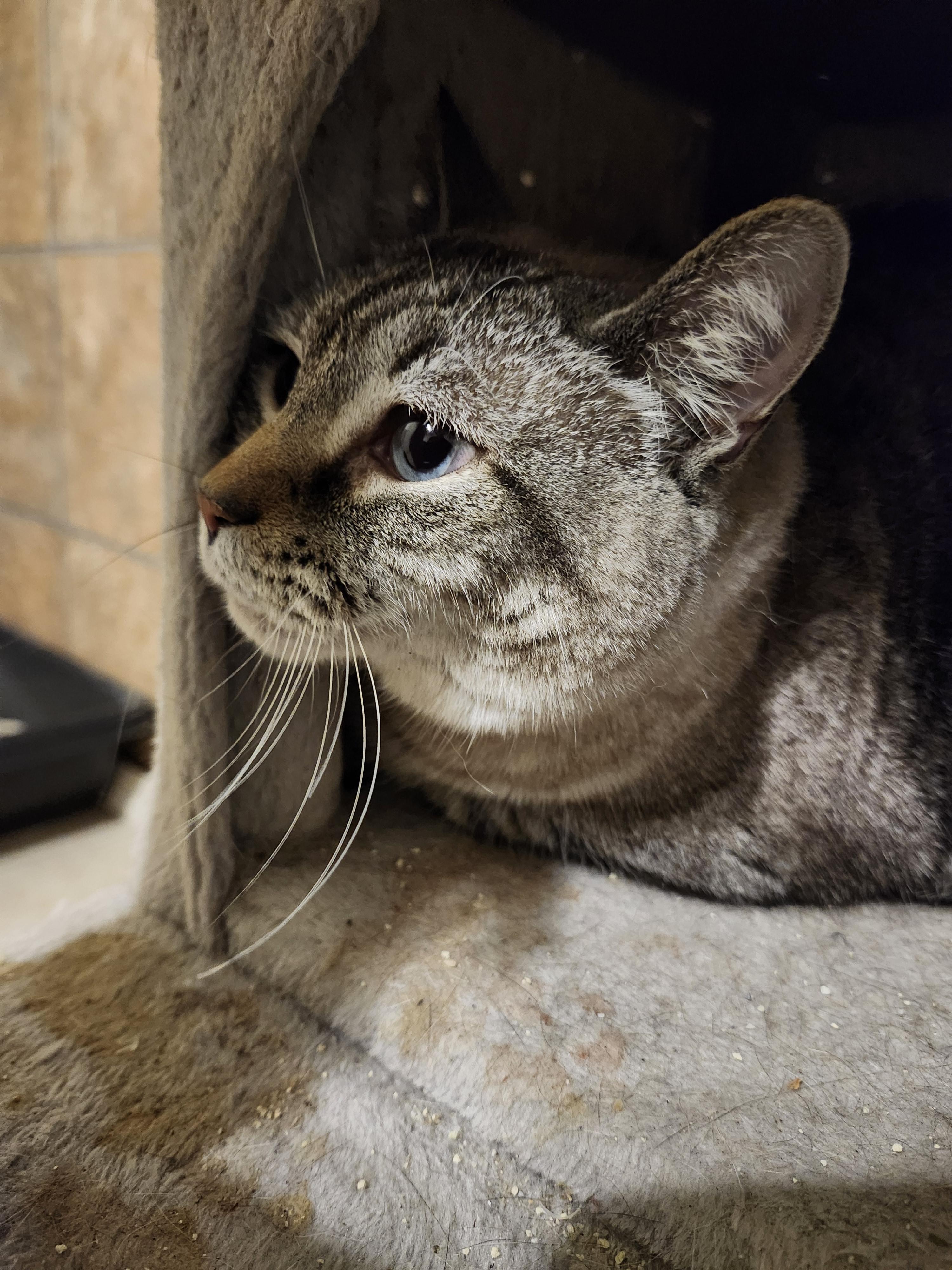 Susie, an adoptable American Shorthair in Hartselle, AL, 35640 | Photo Image 1