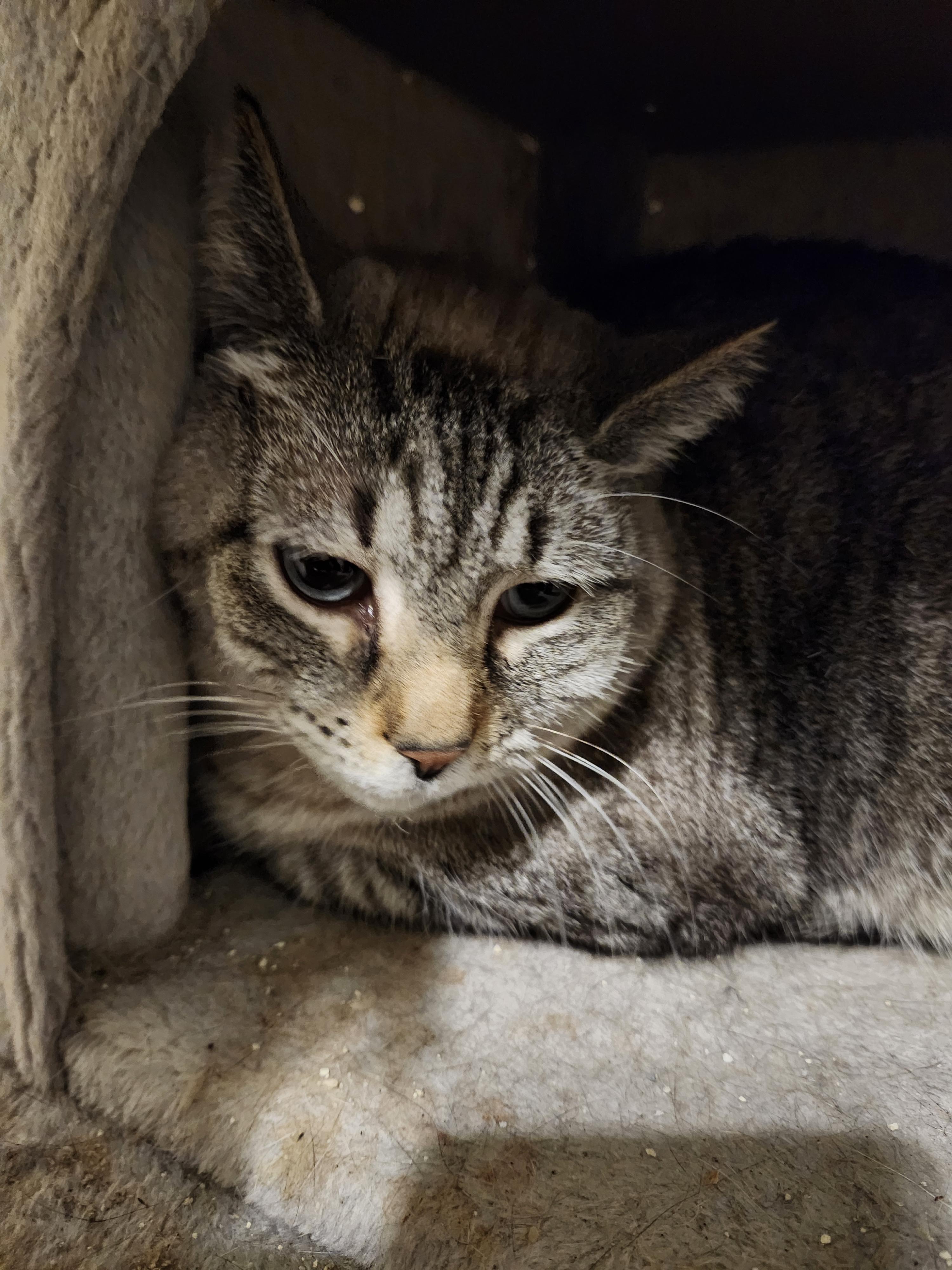 Susie, a Adoptable American Shorthair in Hartselle, AL image 2/2