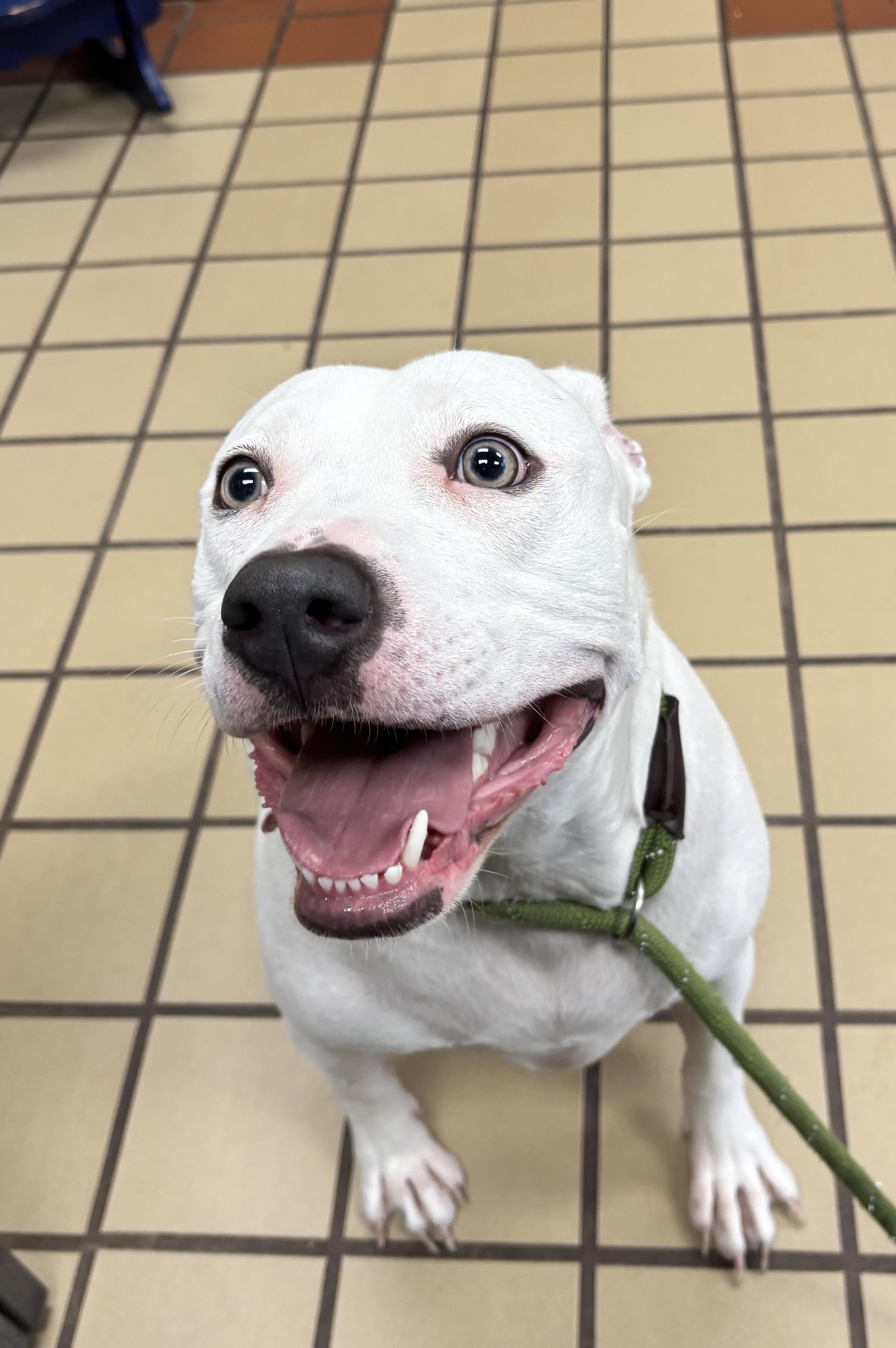 Enlarge Willow, a Adoptable American Staffordshire Terrier in White Cloud, MI image 2/2