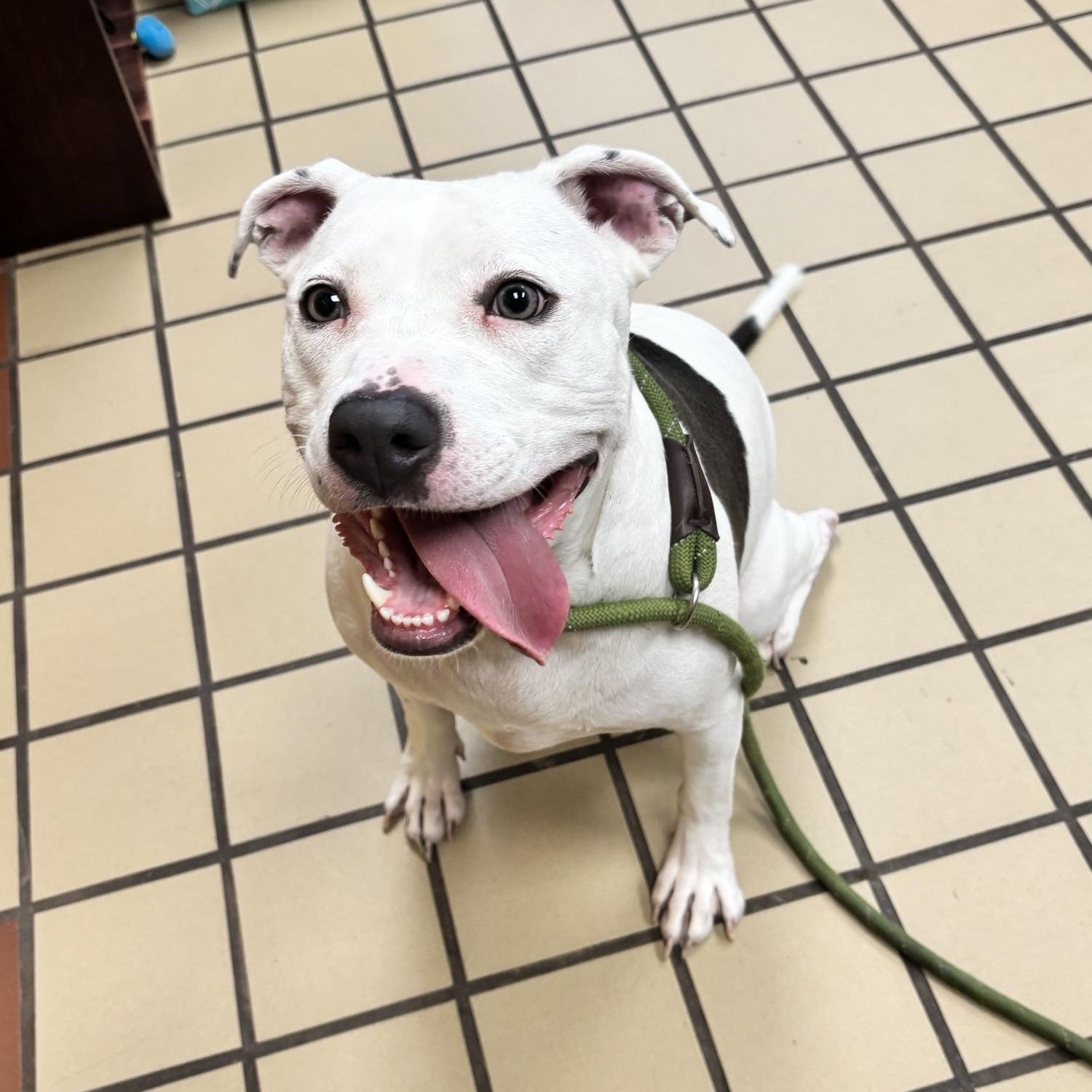 Enlarge Willow, a Adoptable American Staffordshire Terrier in White Cloud, MI image 1/2