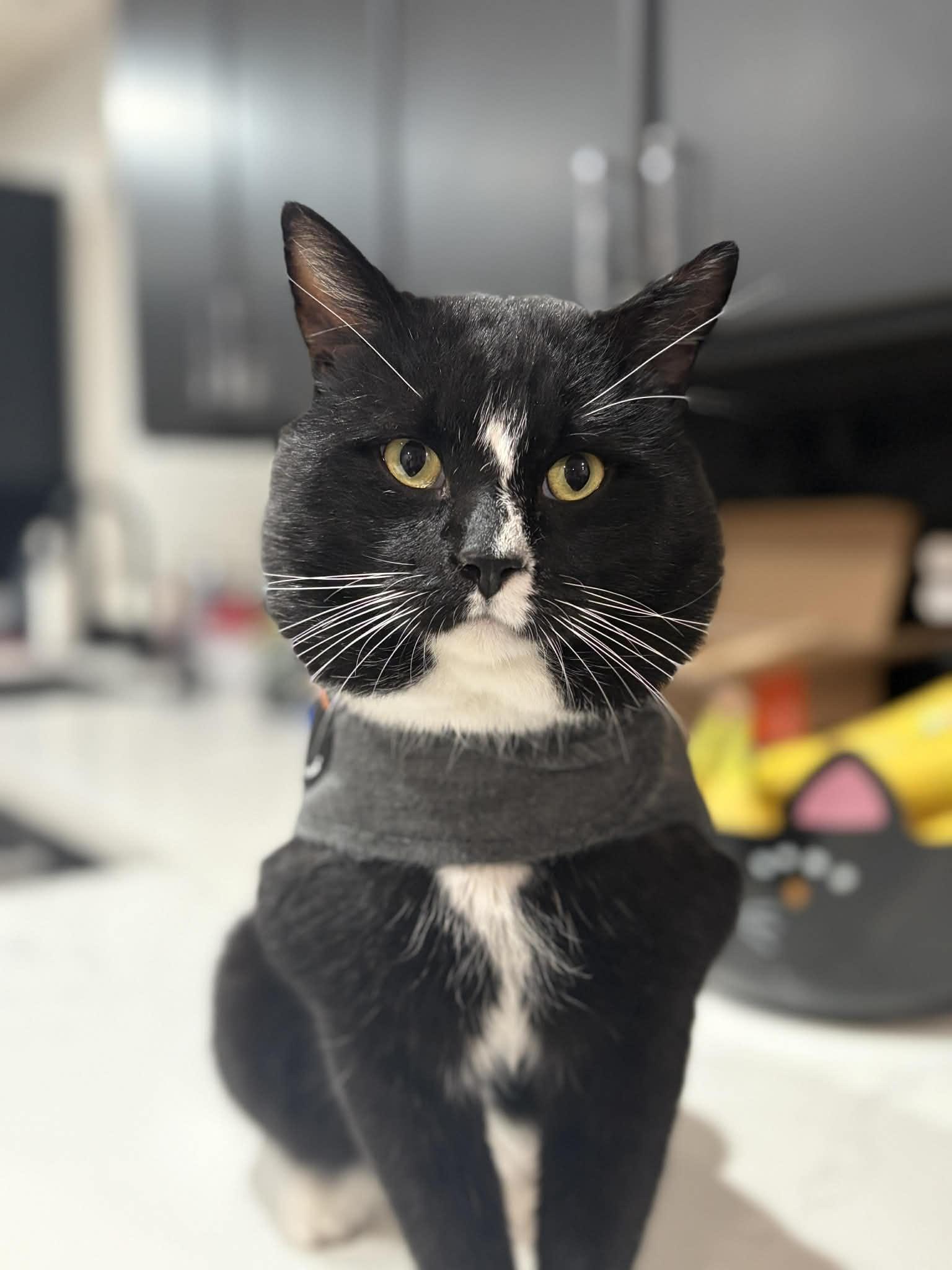 Fabian Funny, adopted, Adult Male Tuxedo.